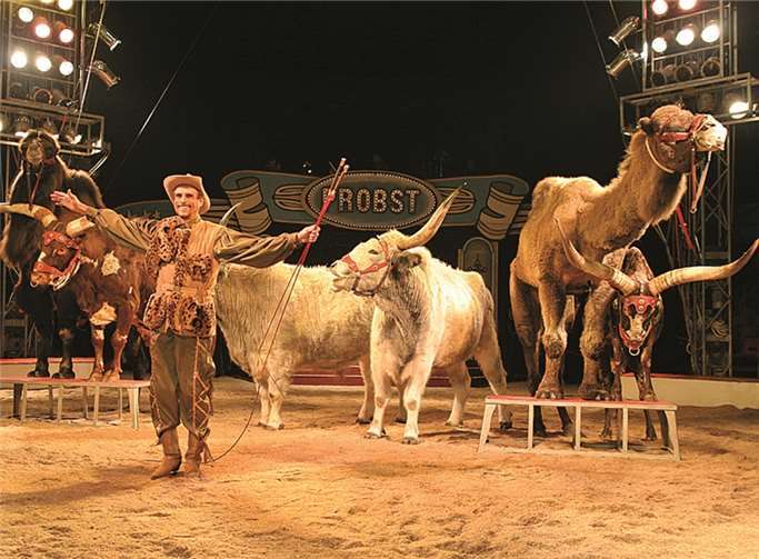Direktor Reinhard Probst bietet mit der Exoten-Parade aus fünf Kontinenten ein imponierendes Szenario in der Manege. privat