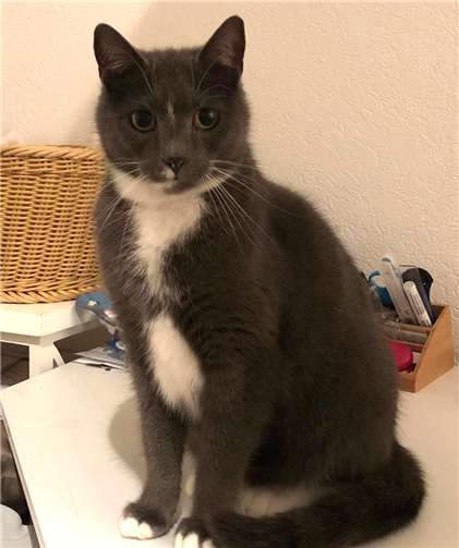 Diva ist eine sehr eigenständige Katze und freut sich schon auf ihre neue Familie. Privat