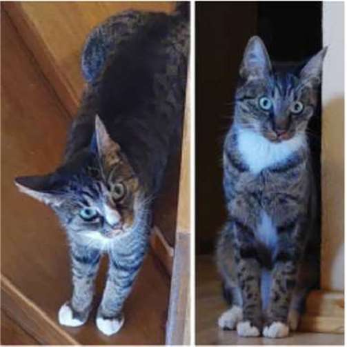 Dobby und Woodstock. Foto: privat