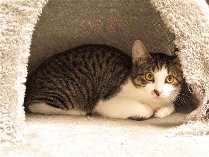 Donald  Fotos: Katzenhilfe Westerwald