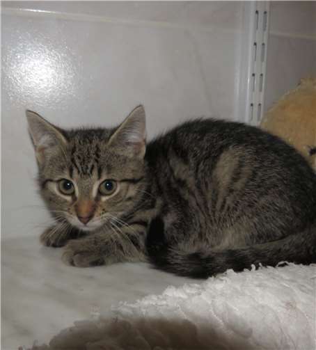 Donnie.Quellen: Katzenhilfe Westerwald