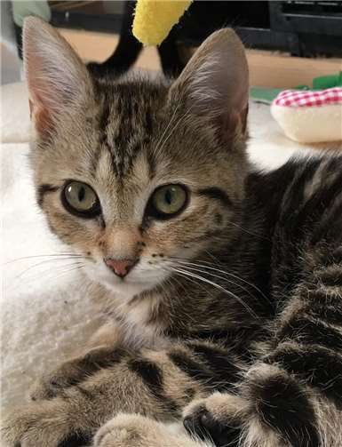 Doreen ist noch sehr jung. Foto: Katzenschutzfreunde