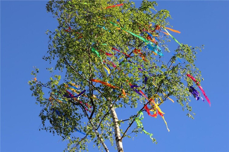 Dorfmaibaum in Oberwinter.
