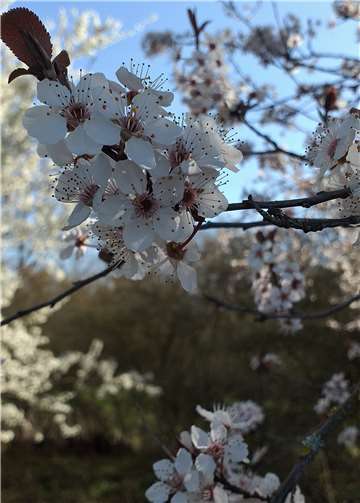 Draußen weht ein anregender Wind, es riecht nach Frühling und neuem Leben. Die Sonne scheint. Frühmorgens weckt uns ein vielstimmiges Vogelkonzert und ersetzt den Wecker.Foto: Margrit Schuch