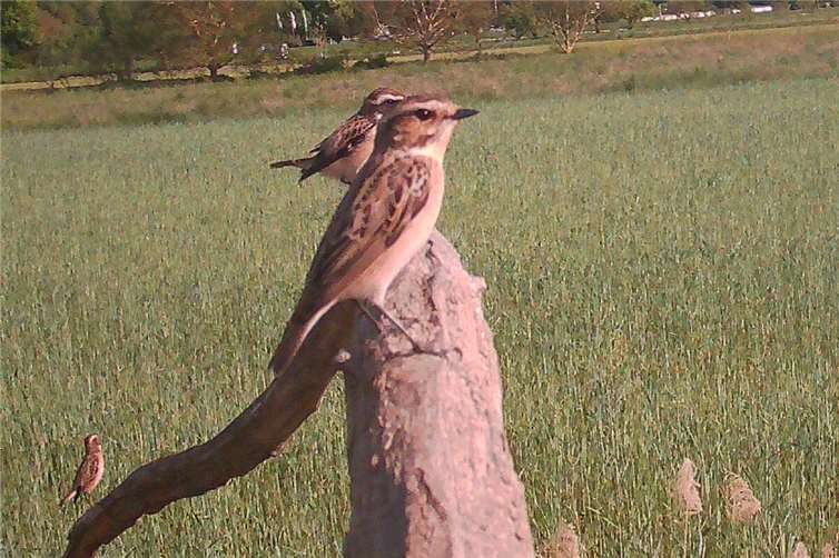 Braunkehlchen – eine Top-Art im Naturschutz Drei Braunkehlchen auf einen Streich - bitte genau hinschauen – das ist heutzutage ein Bild mit absoluten Seltenheitswert. Alle Arten der Feuchtwiesen- Vögel sind vom Aussterben bedroht! Foto: Stefan Krumme