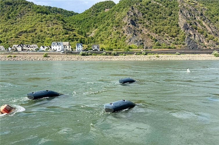 Drei Energyfische schwimmen im Rhein