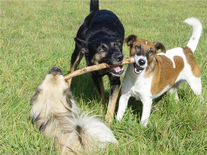 Drei Hundefreunde mit Stock.
