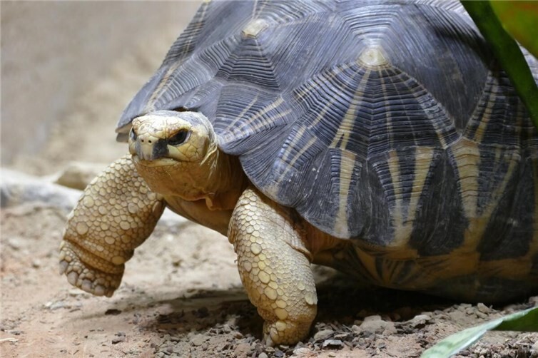 Drei Strahlenschildkröten sind die neuesten Bewohner des Exotariums im Zoo Neuwied.Fotos: Eva Fritsch