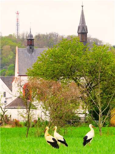 Drei Weißstörche rasteten auf großen landwirtschaftlichen Nutzflächen im Südteil der Insel Niederwerth am 9. April 2024.  Fotos: Stefan Krumme