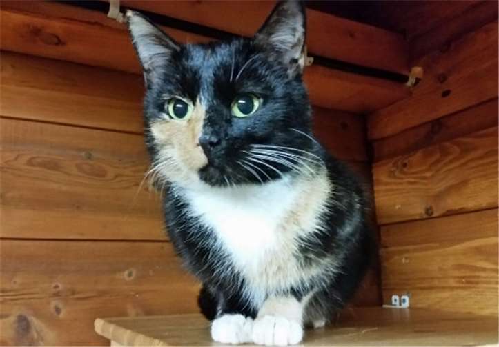 Dreifarbige Katzen wie Pinky gelten als Glücksbringer.privat