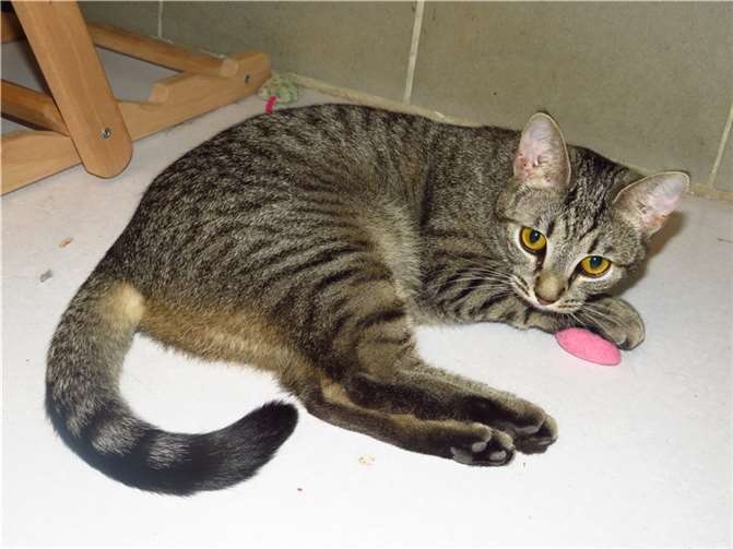 Drew. Fotos: Katzenhilfe Westerwald e. V.