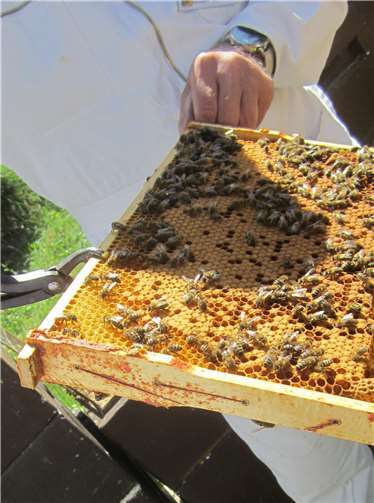 Drohnenwabe mit Weiszelle. Foto: privat