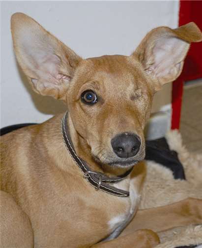 Dublin wünscht sich eine Familie, die viel mit ihm unternimmt. privat