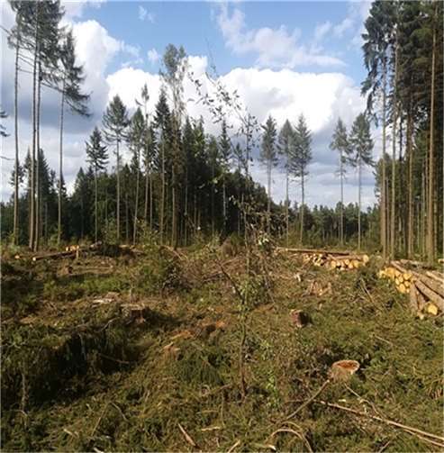 Dürreschäden im Stadtwald Lahnstein. Foto: Andreas Nick, privat