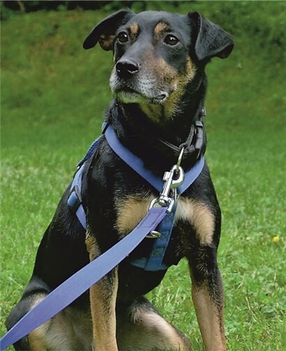 Duggy ist ein Jagdterrier mit großem Temperament.privat