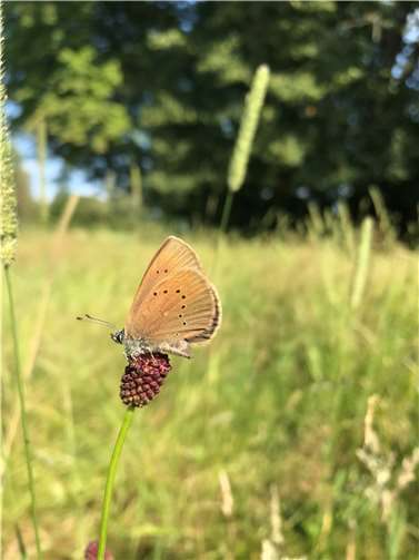 Dunkler Wiesenknopf-Ameisenbläuling auf Großem Wiesenknopf.  Foto: SNU