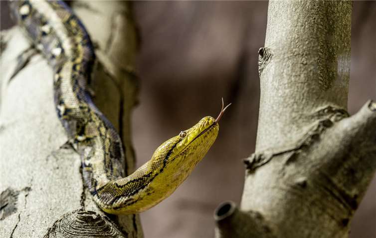 Durch das Züngeln nimmt die Schlange (hier: Netzpython) Geruchsmoleküle aus der Luft auf.Foto: Torsten Silz