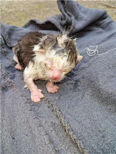 Rettung aus großer Höhe und in letzter Sekunde in Wachtberg Durch den Aufenthalt in der giftigen Glaswolle waren Augen und Nase und Maulhöhle völlig vereitert. Fotos: Tierheim und Tierschutzverein Kreis Ahrweiler e.V.