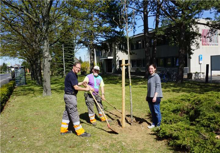 Durch den Baubetriebshof wurden die ersten Ersatzpflanzungen vorgenommen. Foto: Gemeinse Swisttal