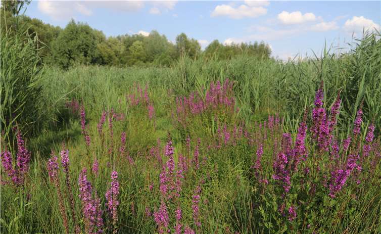 Durch den Blüten- und Kräuterreichtum profitieren zahlreiche Insektenarten. Foto: Jörg Hilgers