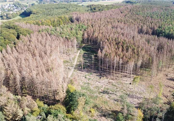 Durch den Borkenkäfer befallene Fichtenfläche im Herbst 2020 in der Verbandsgemeinde Puderbach. Auf solchen Flächen besteht Lebensgefahr.Foto: Landesforsten RLP / Gerhard Willms