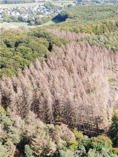 Durch den Borkenkäfer befallene Fichtenfläche im Herbst 2020 in der Verbandsgemeinde Puderbach. Auf solchen Flächen besteht Lebensgefahr.Foto: Landesforsten RLP / Gerhard Willms