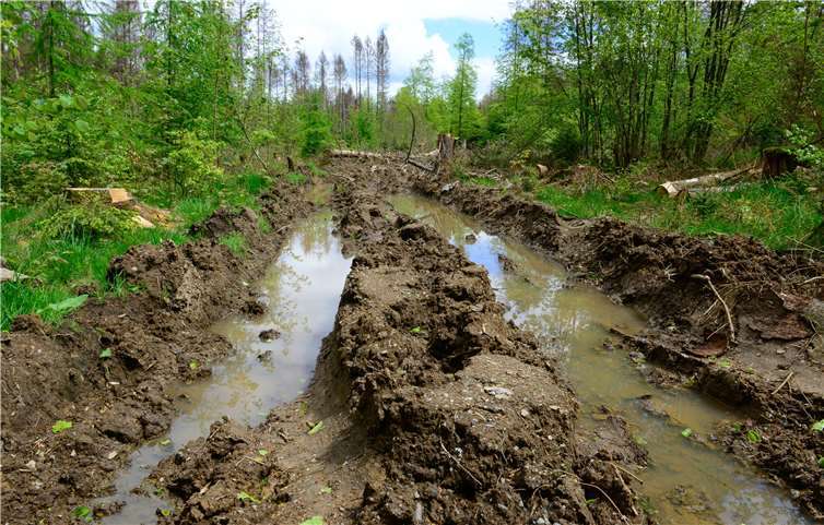Durch die industrielle Waldbewirtschaftung mit kettenverstärkten Rückemaschinen und Harvestern entstehen schwere Waldschäden. Der Anteil an irreversibel verdichteten Rückegassen an der gesamten Waldfläche liegt bei bis zu 20%. Diese Bilder aus dem Gemeindewald Dreifelden, Naturschutzgebiet und FFH Gebiet im nördlichen Rheinland-Pfalz sind leider kein Einzelfall. Foto: Harry Neumann/NI