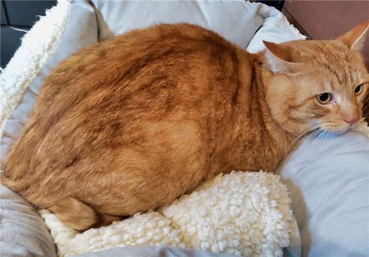 Dustin sucht noch ein neues Zuhause. Foto: Katzenschutzfreunde e. V.