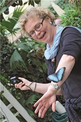 Dutzende Puppen des blauen Morphofalters aus Costa Rica schlüpfen in den nächsten TagenE. Lamberz