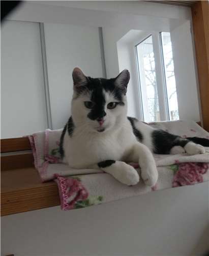 EKH, männlich/kastriert, ca. 2015 geboren, das ist Volker.Foto: privat