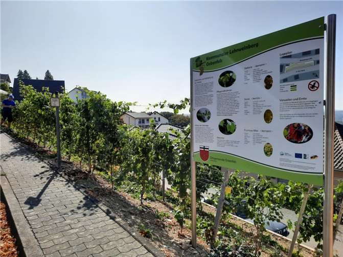 Ebenfalls LEADER-gefördert: der Lehrweinberg in Ockenfels erhielt 2019 die Zusage Foto: LAG Rhein-Wied
