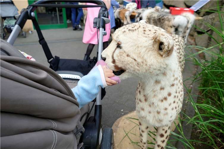 Echtes Fingerspitzengefühl brauchte man beim Ertasten von Fellen, Schädeln und „ganzen“ Tieren. Fotos: Zoo Neuwied