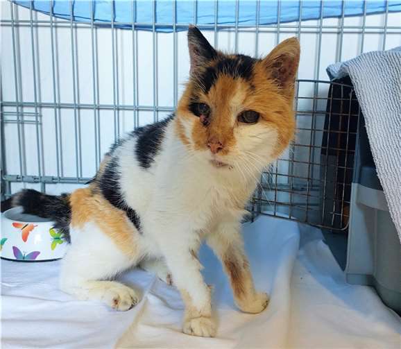 Edeltraut.  Foto: Tierheim Ahrweiler