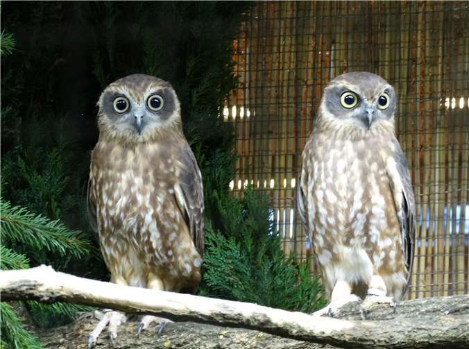Edle gefiederte Tiere können bei der Vogelschau bestaunt werden. Erstmals bekommen Eulen ihren eigenen Raum bei der Vogelschau. Privat
