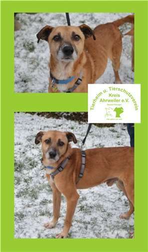 Edward.Tierheim u. Tierschutzverein Kreis Ahrweiler e.V.