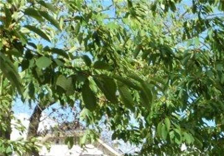 Ehrenbürger Helfried Glössner bekam im Park der tschechischen Partnerstadt Kamenický Šenov eine Stele gewidmet.privat