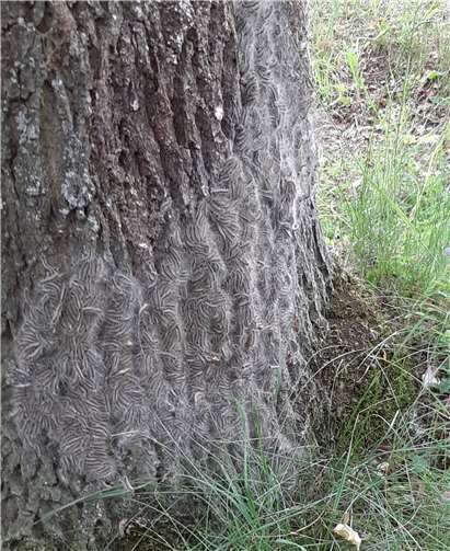 Eichenprozessionsspinnerbefall. Foto: Verbandsgemeinde Vallendar