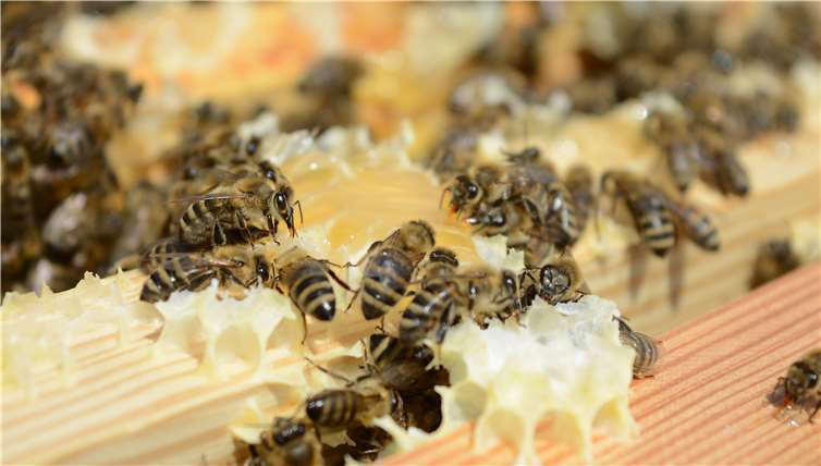 Eifrig sind die Bienen bei ihrer Arbeit. CF