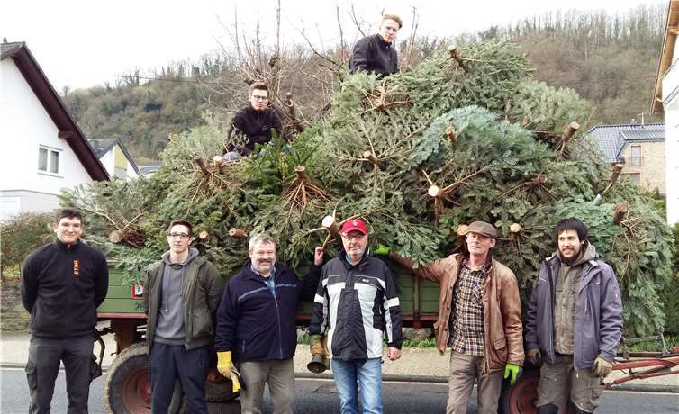 Eifrig wurden die alten Weihnachtsbäume gesammelt.Quelle: Männerchor 1878 Kobern-Gondorf