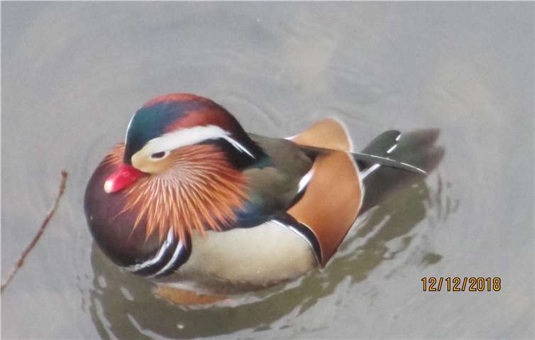 Eigentlich in Ostasien zuhause, in diesem Falle aber auchin Bad Breisig: die wunderschöne Mandarinente - fotgrafiert am12. Dezember 2018 wie das eingeblendete Datum beweist. Fotos: KMI