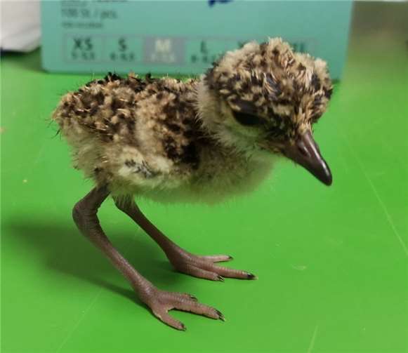 Ein 24-Stunden alter Kronenkiebitz. Fotos: Zoo Neuwied