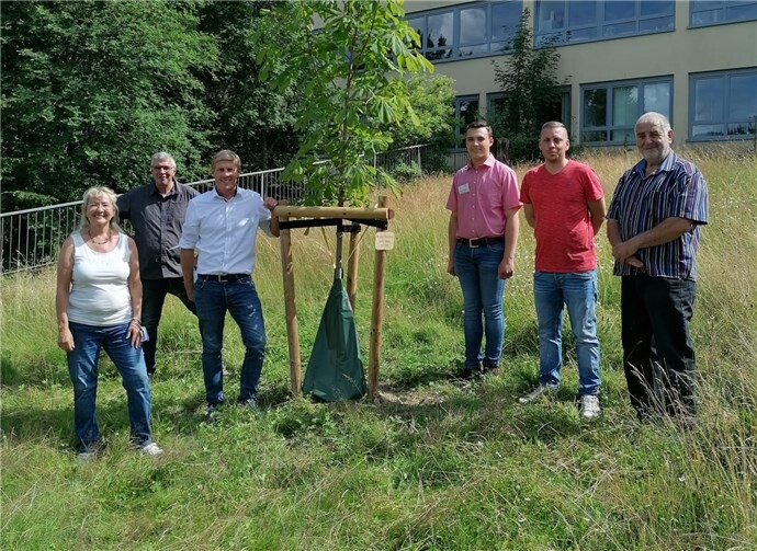 Ein Ableger der Weißen Rosskastanie aus Amsterdam steht vor der Schule.