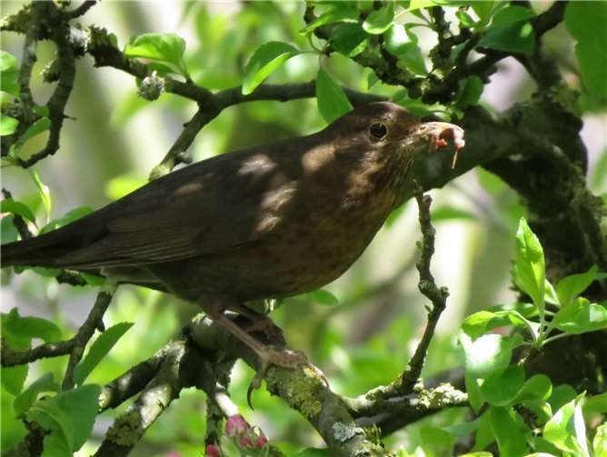 Ein Amselmädchen beim Futtersammeln für seine Kleinen. Foto: Tierschutz Siebengebirge / Iris Bambach