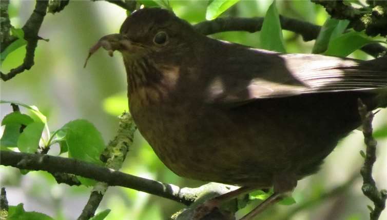 Ein Amselweibchen sammelt Nahrung für ihre Zöglinge.Iris Bambach