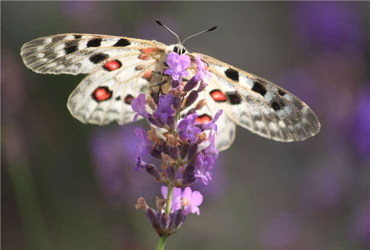 Ein Apollofalter auf einer Lavendelblüte. Quelle: Lehmer Razejunge