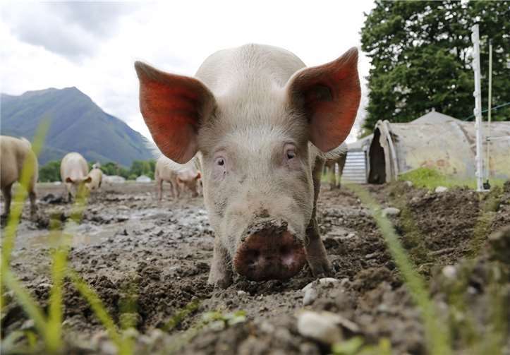 Ein Ausbruch der Afrikanischen Schweinepest kann für schweinehaltende Betriebe katastrophale Folgen haben. Foto: Symbolbild/Pixabay