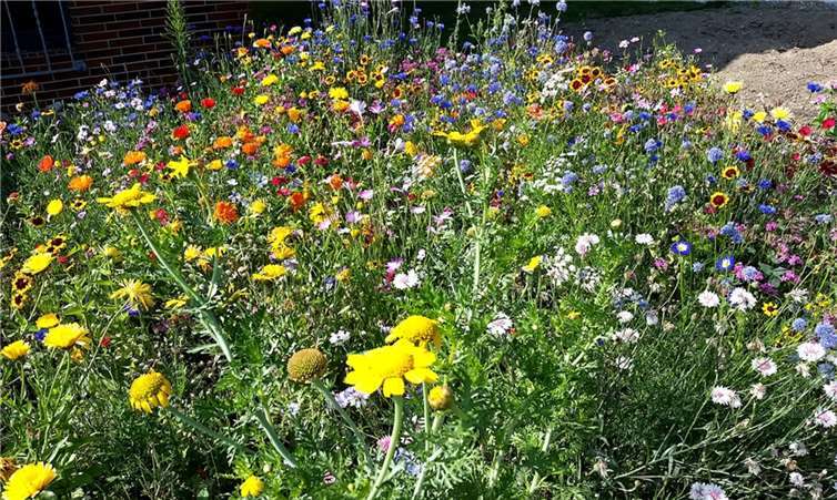 Im Kehriger Blüten- und Blumenmeer summen die fleißigen Bienen Ein Bauerngarten ist immer ideal für Bienen.