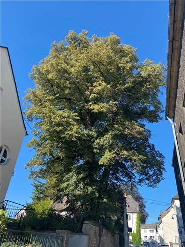 Ein Baum mit einem Stammdurchmesser von über 1 m und einem Alter von mehreren hundert Jahren, könnte demnächst aus dem Ortsbild von Obermendig verschwinden.  Foto: privat
