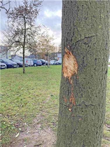 Ein Baum mit heruntergeschälter Rinde.