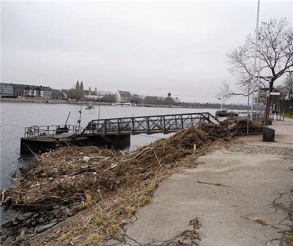 Ein Berg Schwemmgut am Ehrenbreitsteiner Ufer.privat